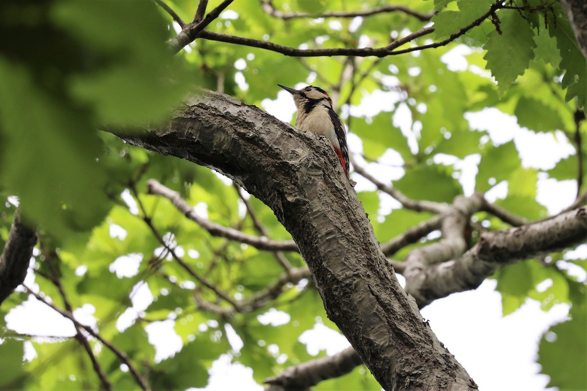 Great Spotted Woodpecker (japonicus) - ML620856843