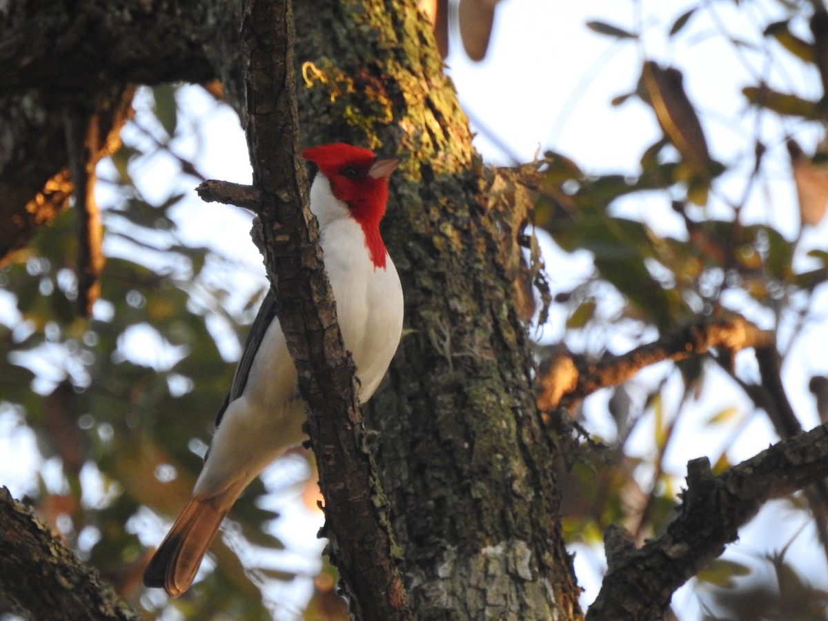 Red-crested Cardinal - ML620856853