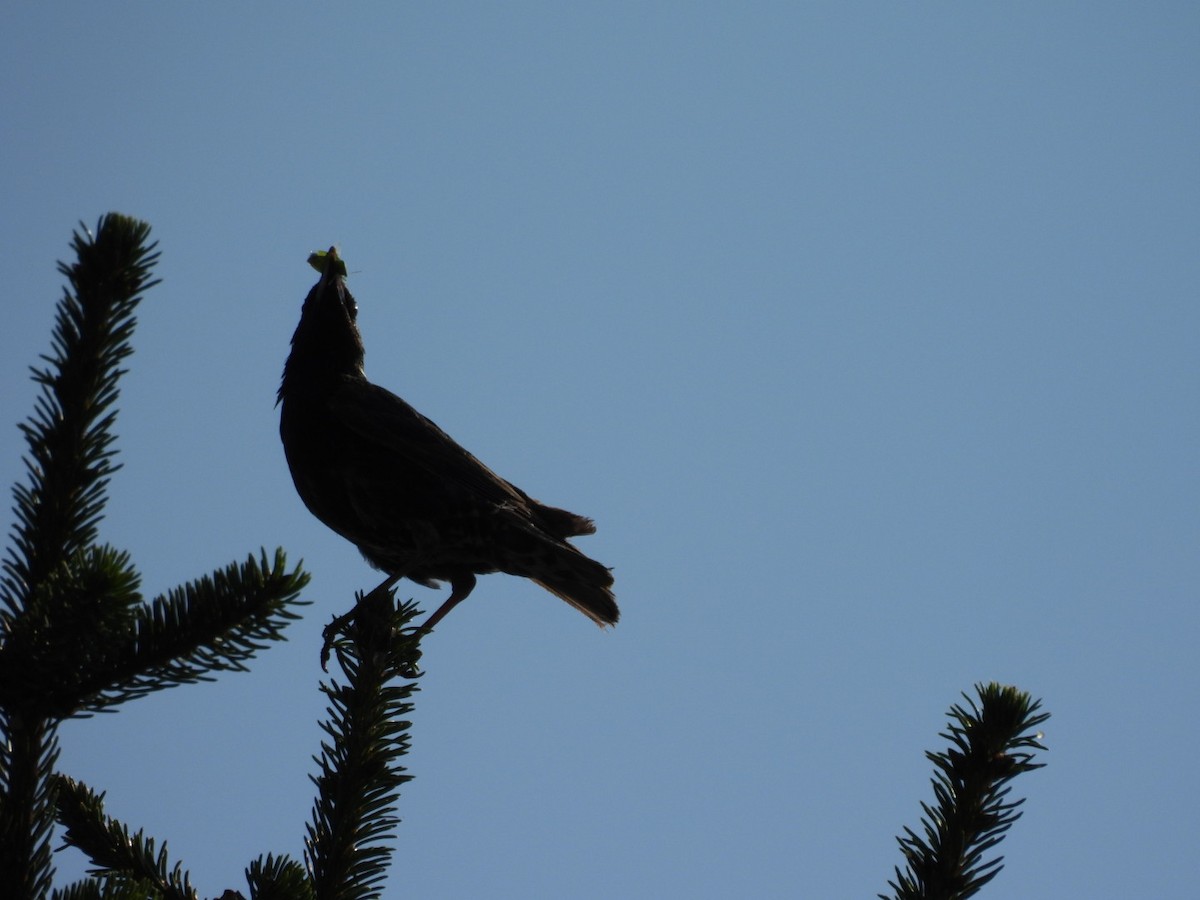 Eurasian Blackbird - ML620856854