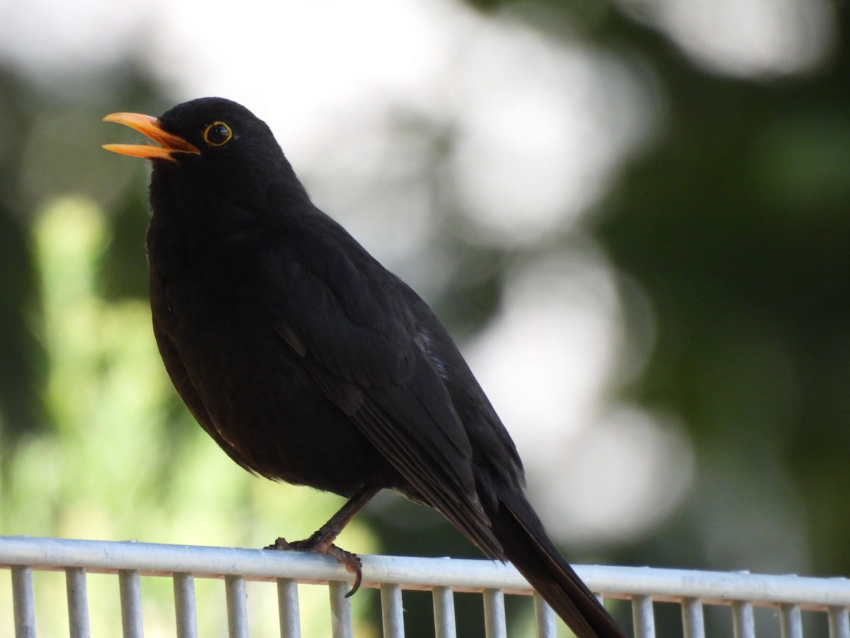 Eurasian Blackbird - ML620856857