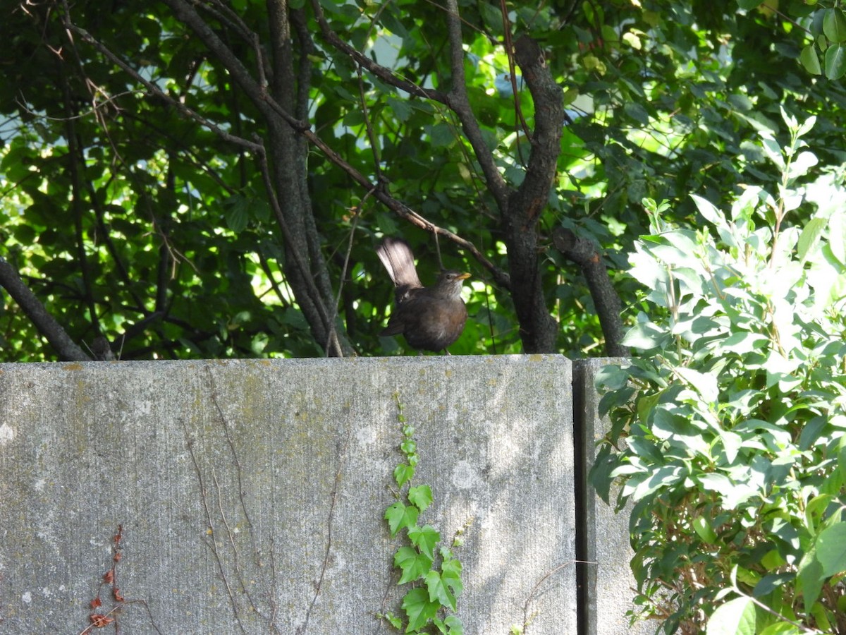 Eurasian Blackbird - ML620856859