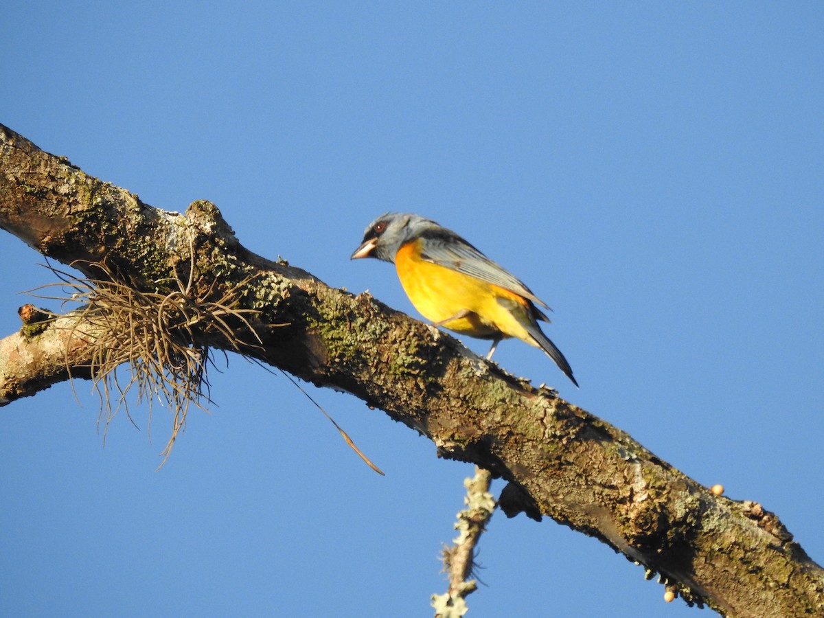 Blue-and-yellow Tanager - ML620856886