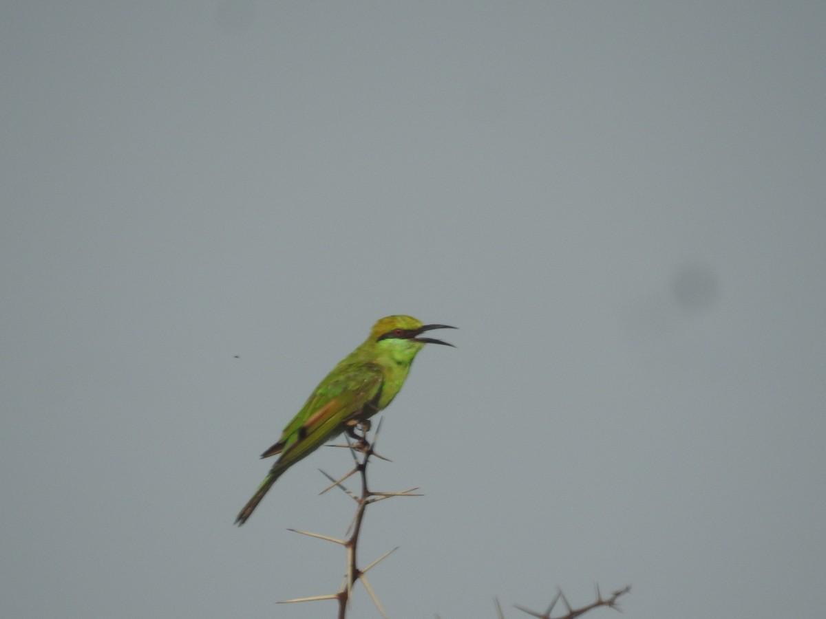 Asian Green Bee-eater - ML620856906