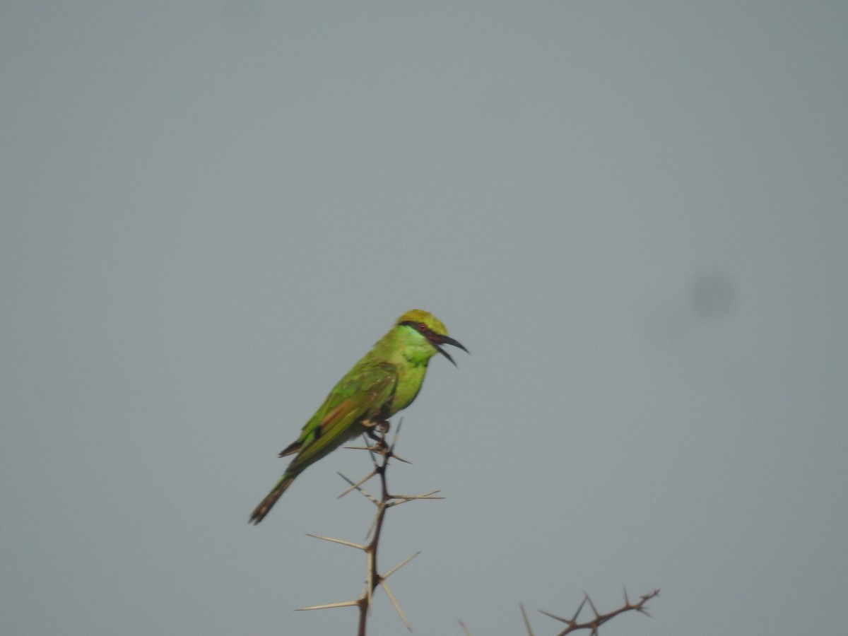 Asian Green Bee-eater - ML620856910