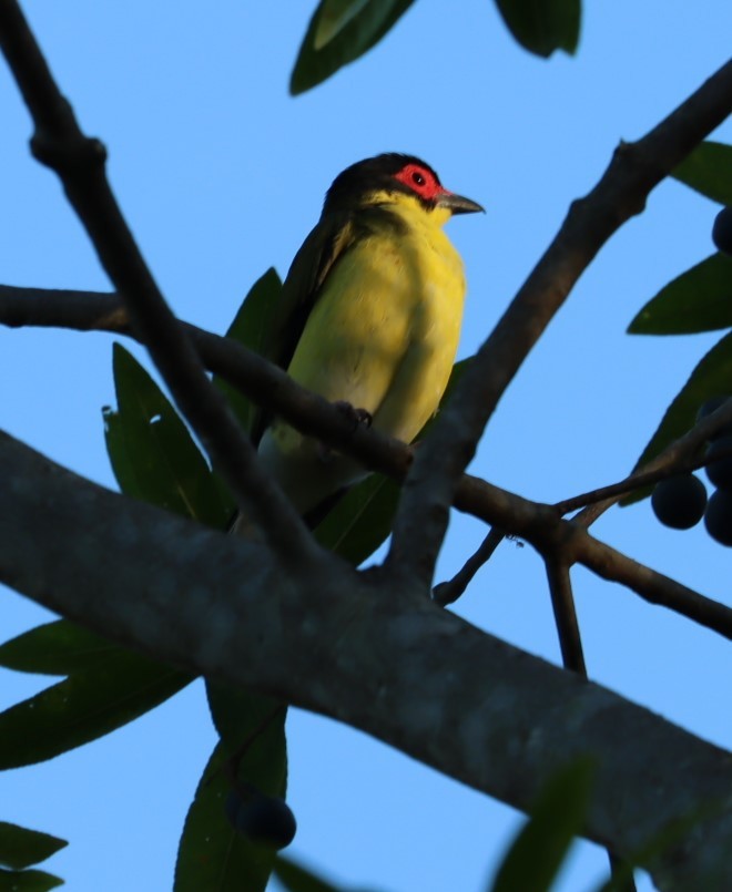 Australasian Figbird - ML620856918