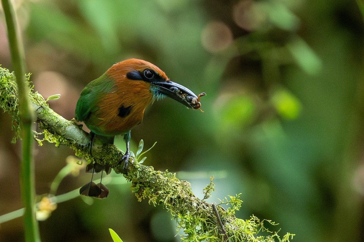 Motmot à bec large - ML620856928