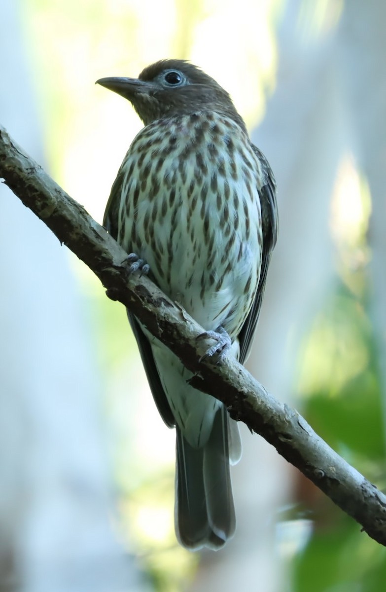 Australasian Figbird - ML620856929