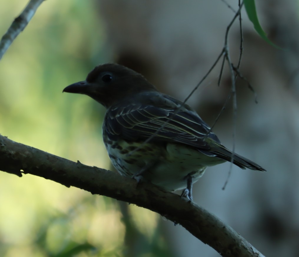 Australasian Figbird - ML620856930