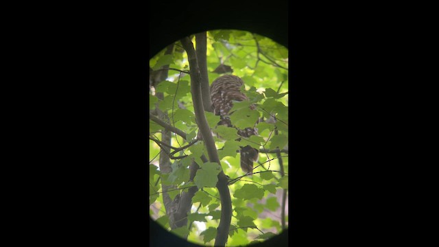 Barred Owl - ML620856942