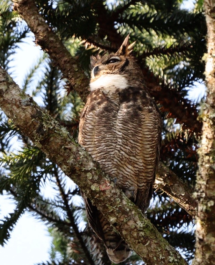 Great Horned Owl - ML620856946