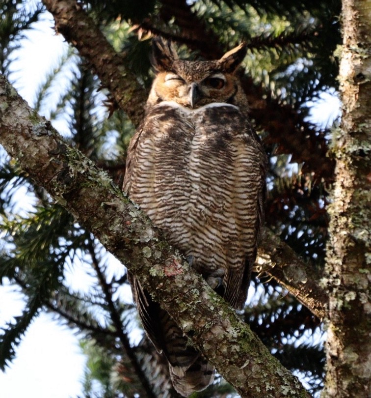 Great Horned Owl - ML620856947