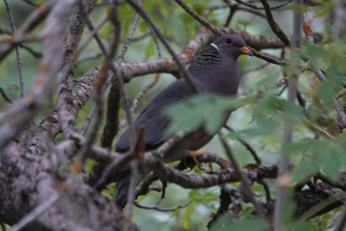 Band-tailed Pigeon - ML620856950