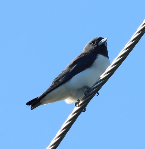 White-breasted Woodswallow - ML620856960