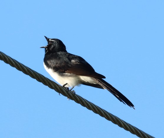 Willie-wagtail - ML620856963