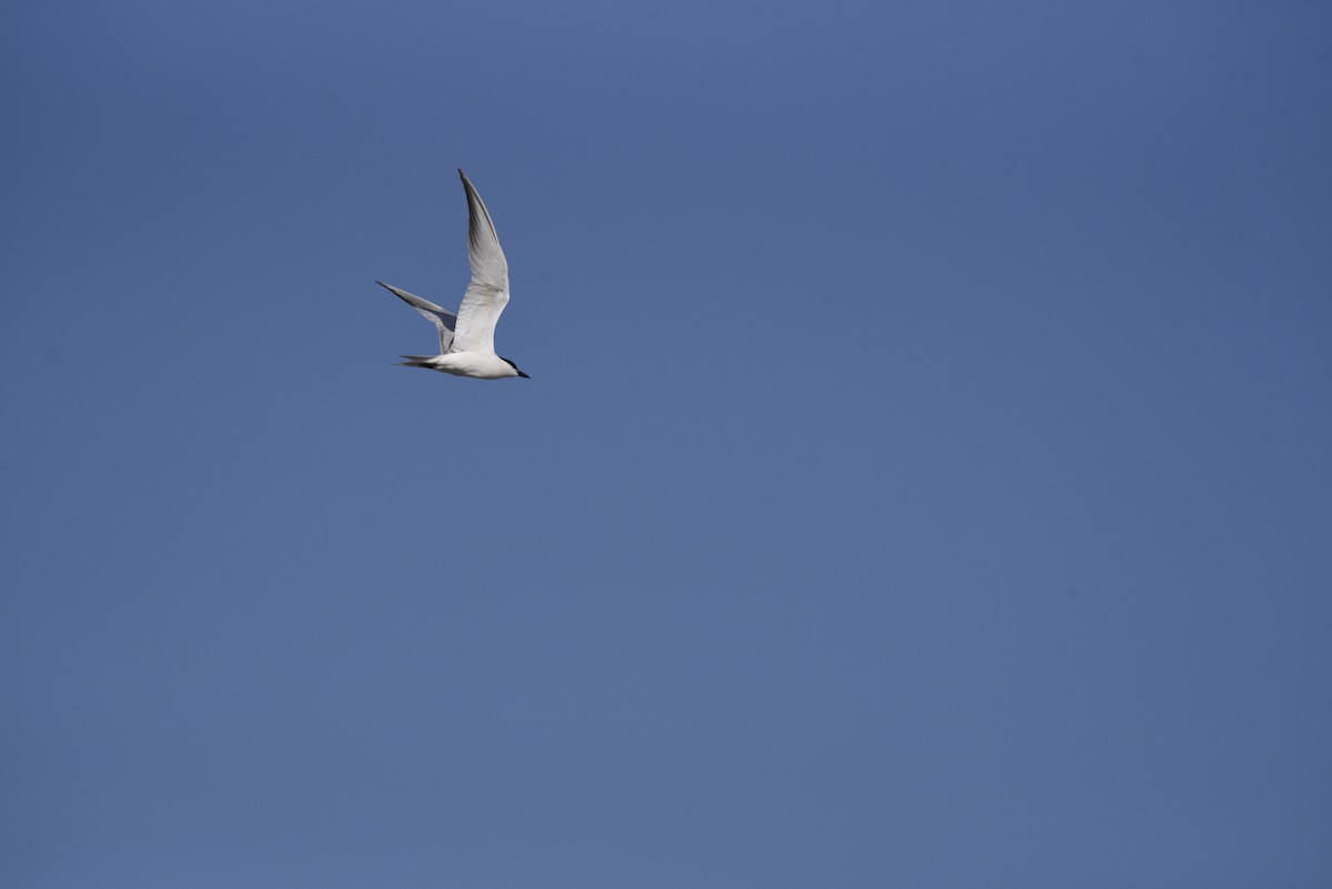 Gull-billed Tern - ML620856964