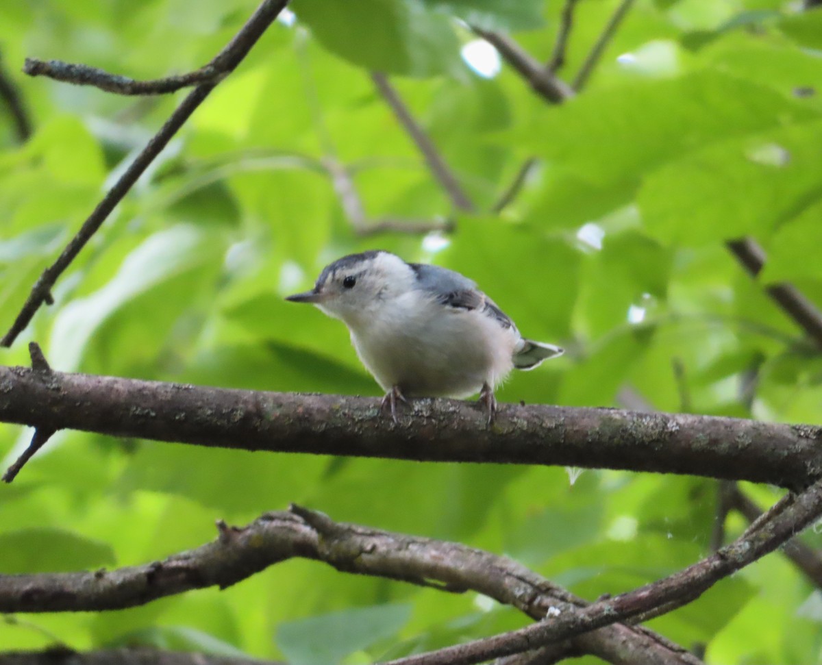 White-breasted Nuthatch - ML620856995