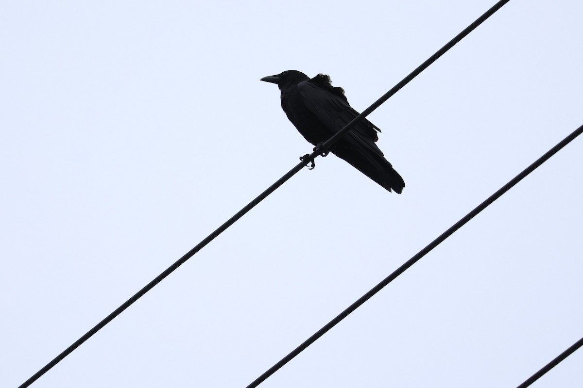 Ворона чорна (підвид orientalis) - ML620857028