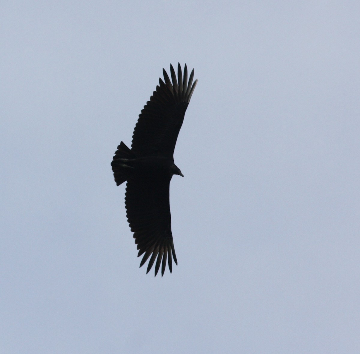 Black Vulture - David Vander Pluym