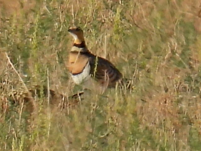 Pin-tailed Sandgrouse - ML620857085