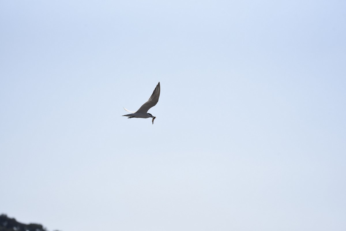 Gull-billed Tern - ML620857120