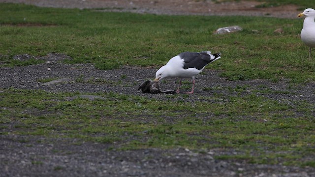 Slaty-backed Gull - ML620857122