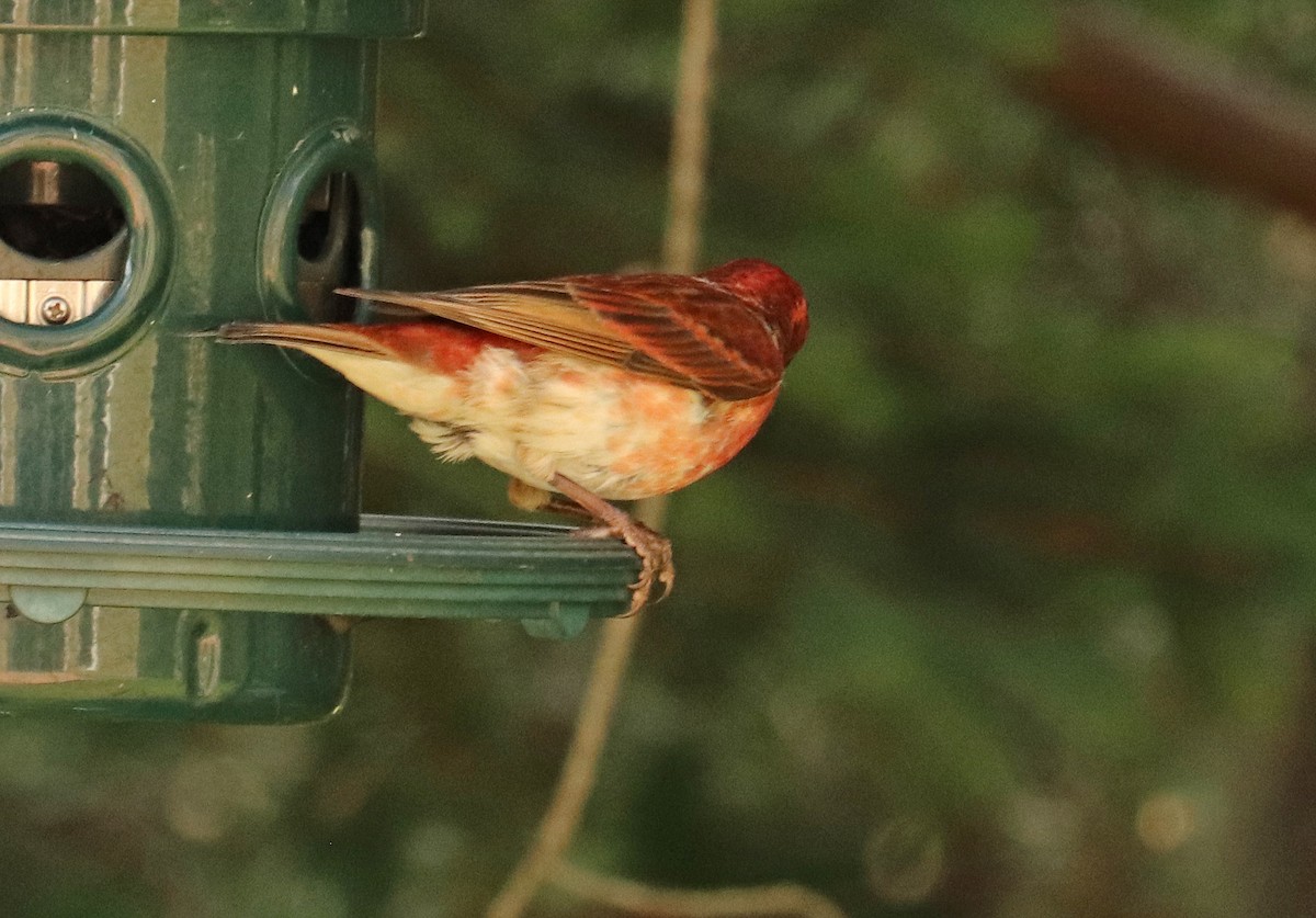 Purple Finch - ML620857130