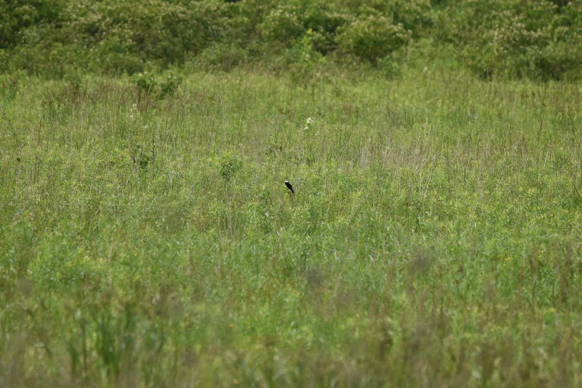 Bobolink - ML620857135