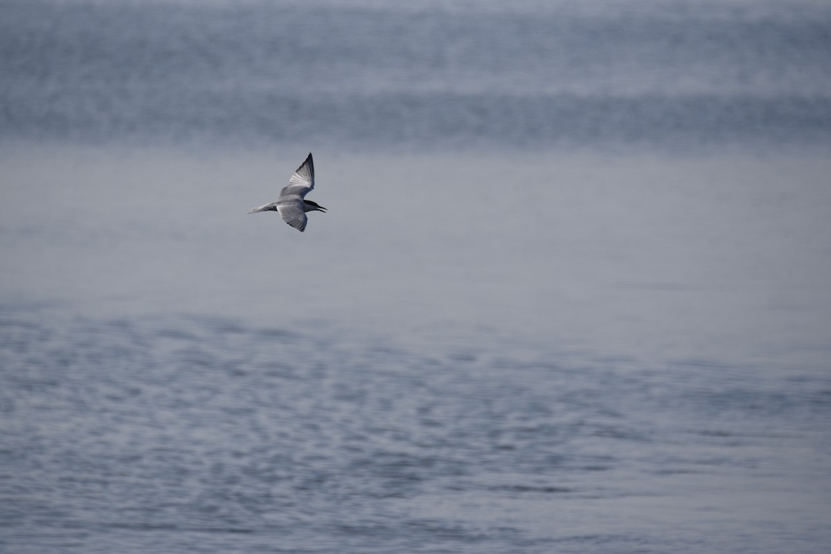 Gull-billed Tern - ML620857152