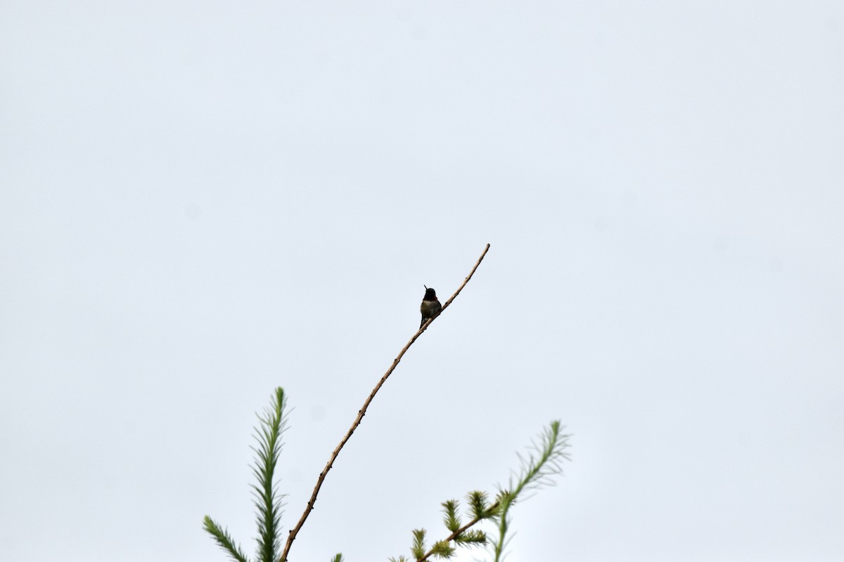 Ruby-throated Hummingbird - ML620857155
