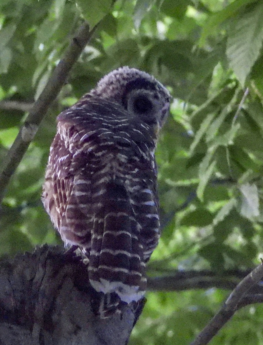 Barred Owl - ML620857169