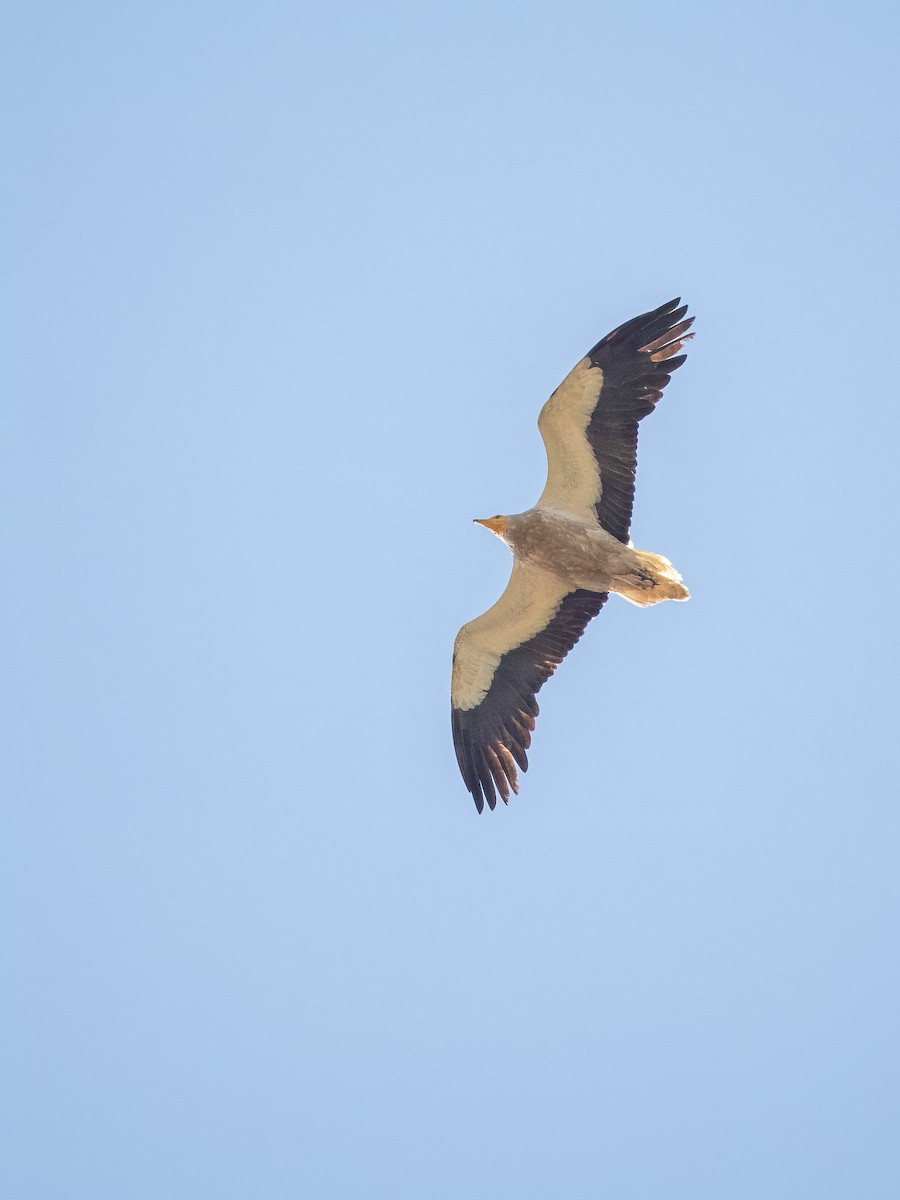 Egyptian Vulture - ML620857179