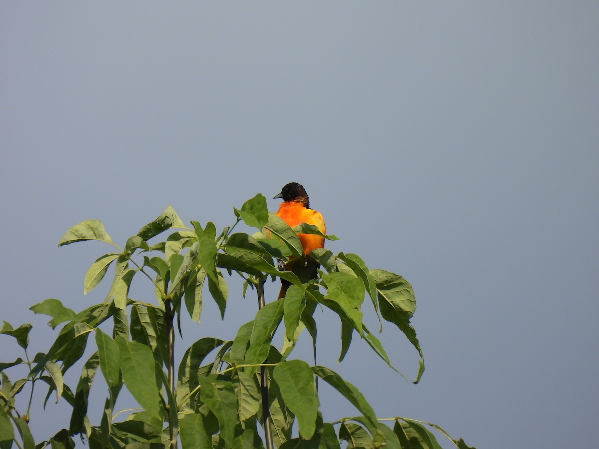 Oriole de Baltimore - ML620857225