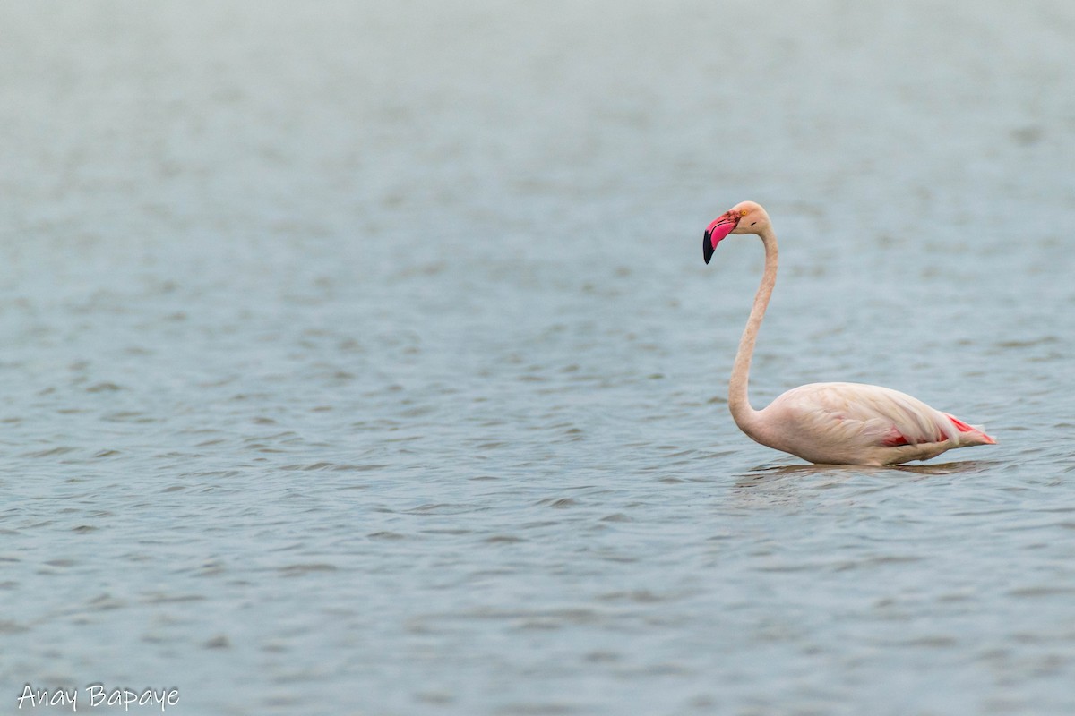 Greater Flamingo - ML620857240