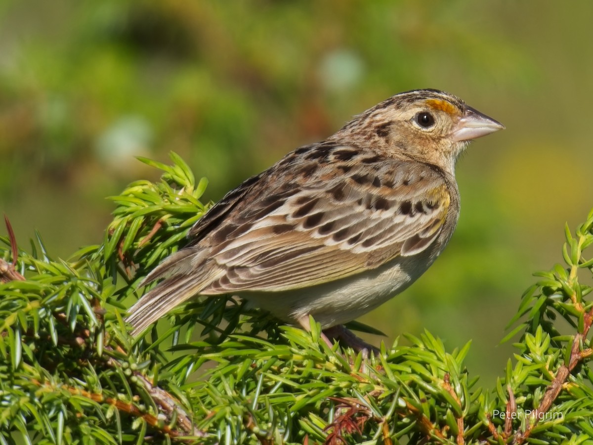 Grasshopper Sparrow - ML620857248