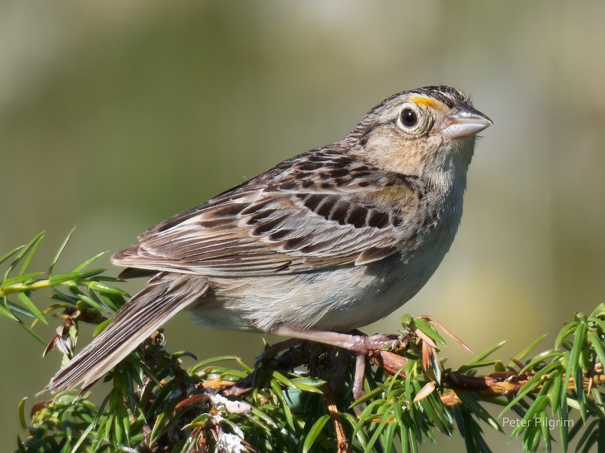 Grasshopper Sparrow - ML620857249