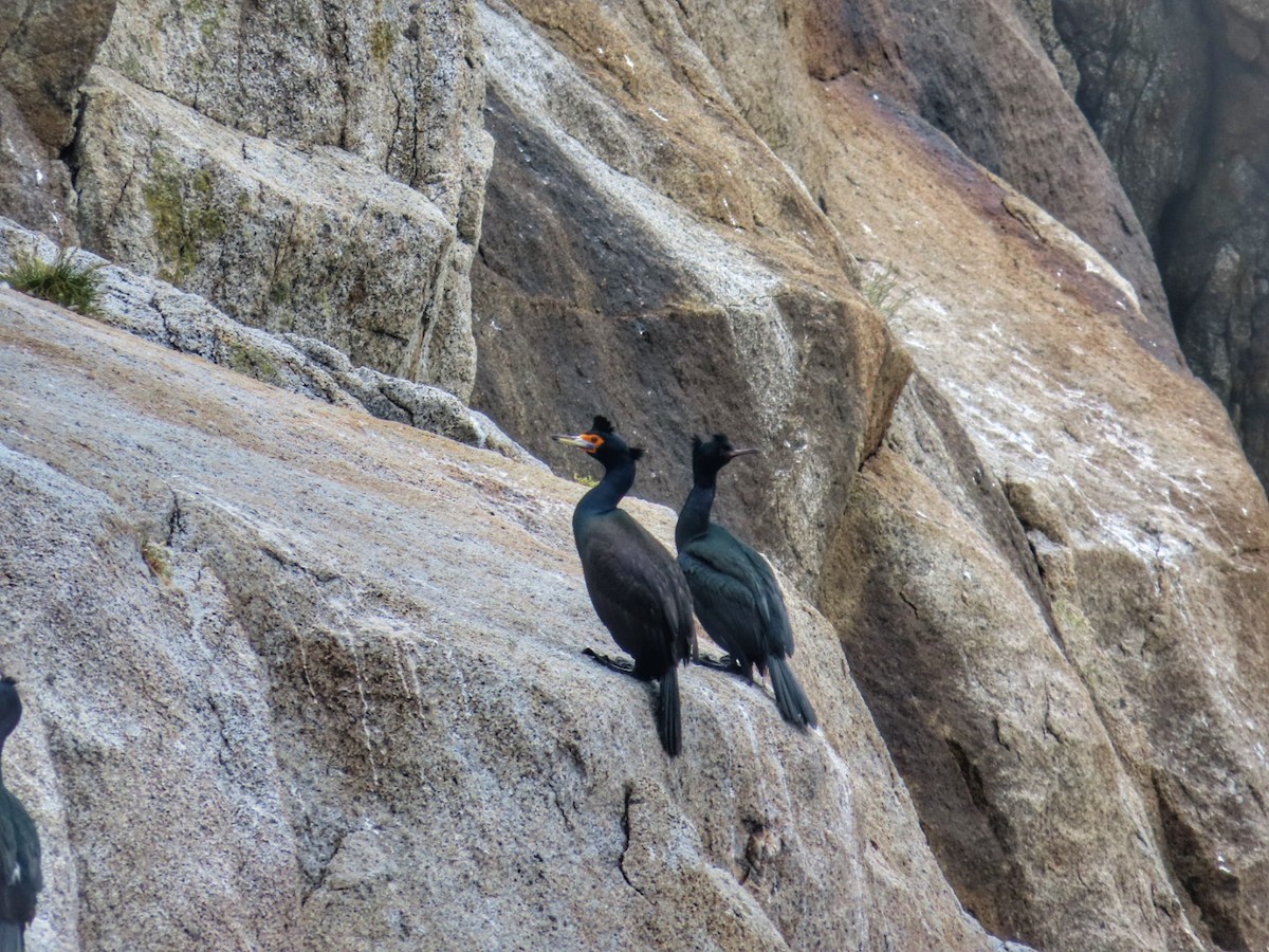 Red-faced Cormorant - ML620857257