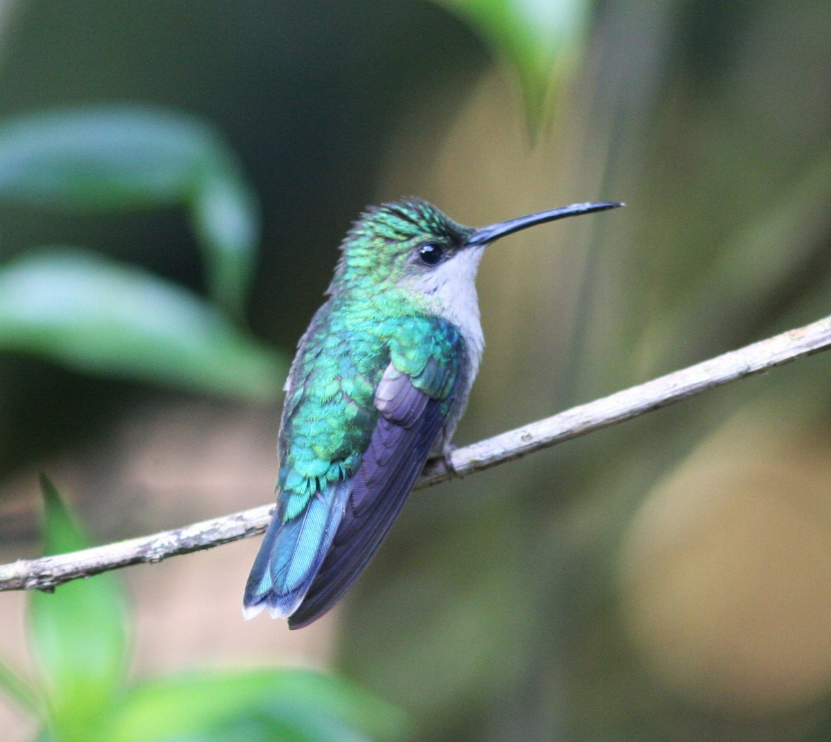 Crowned Woodnymph (Northern/Colombian Violet-crowned) - ML620857258