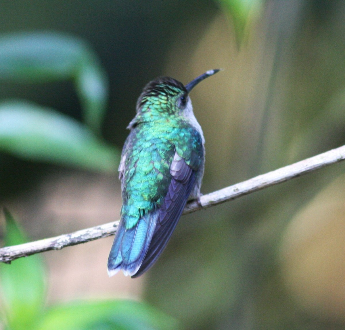Crowned Woodnymph (Northern/Colombian Violet-crowned) - ML620857259