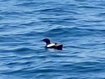 Black Guillemot - ML620857262