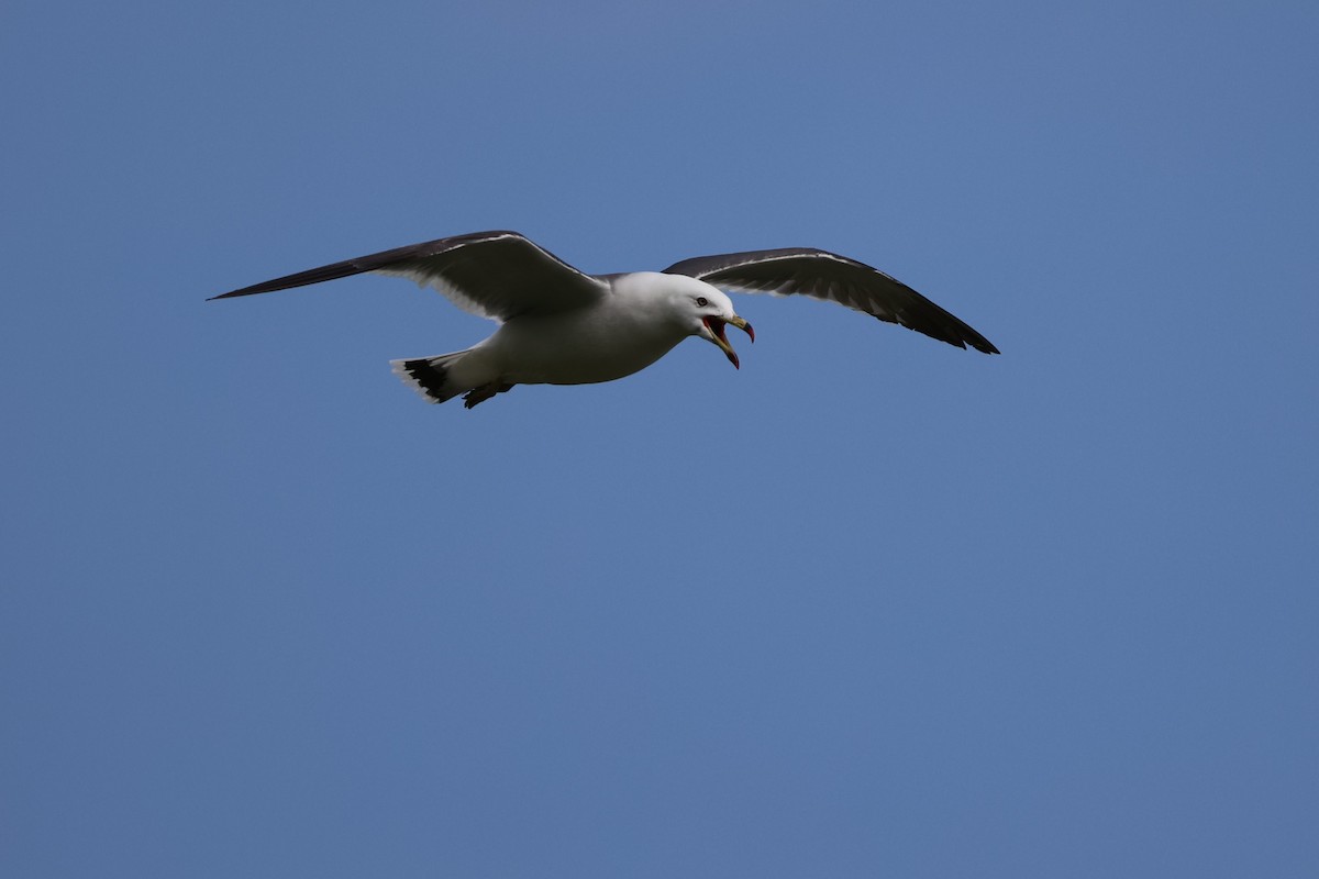 Black-tailed Gull - ML620857268