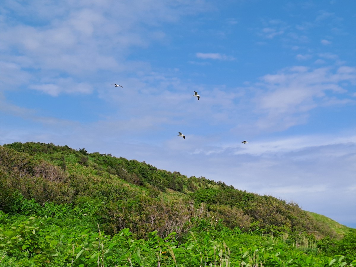 Black-tailed Gull - Jian-Long(建龍) WU(吳)