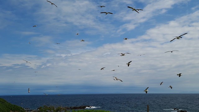 Хар сүүлт цахлай - ML620857289