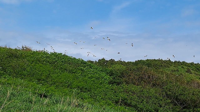 Хар сүүлт цахлай - ML620857290