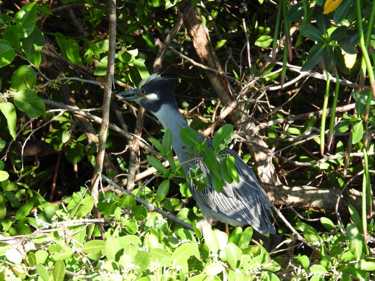 Yellow-crowned Night Heron - ML620857297