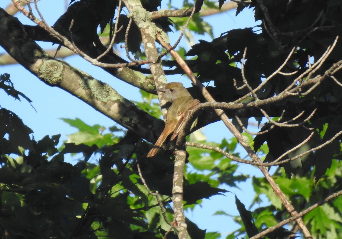 Great Crested Flycatcher - ML620857304