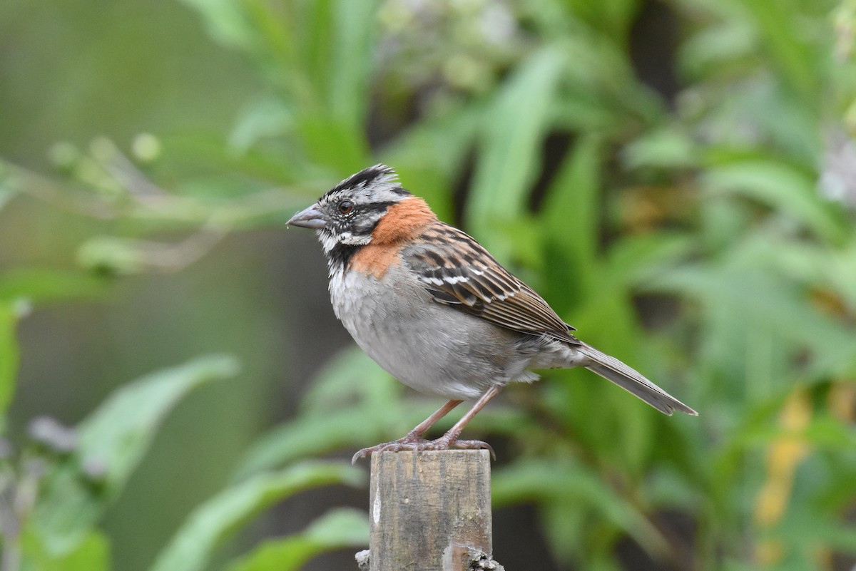 Rufous-collared Sparrow - ML620857322