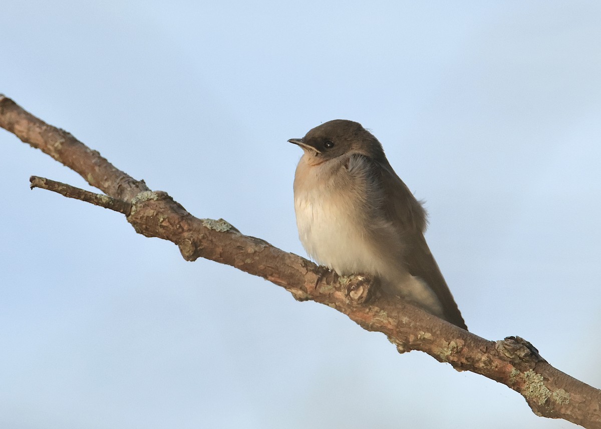 Northern Rough-winged Swallow - ML620857343