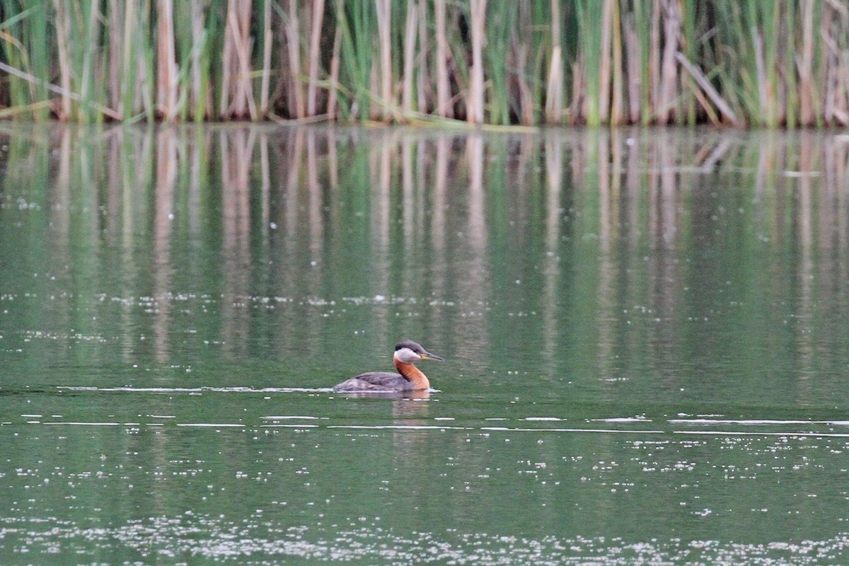 Red-necked Grebe - ML620857346
