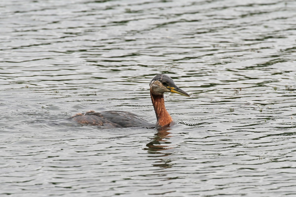 Red-necked Grebe - ML620857347