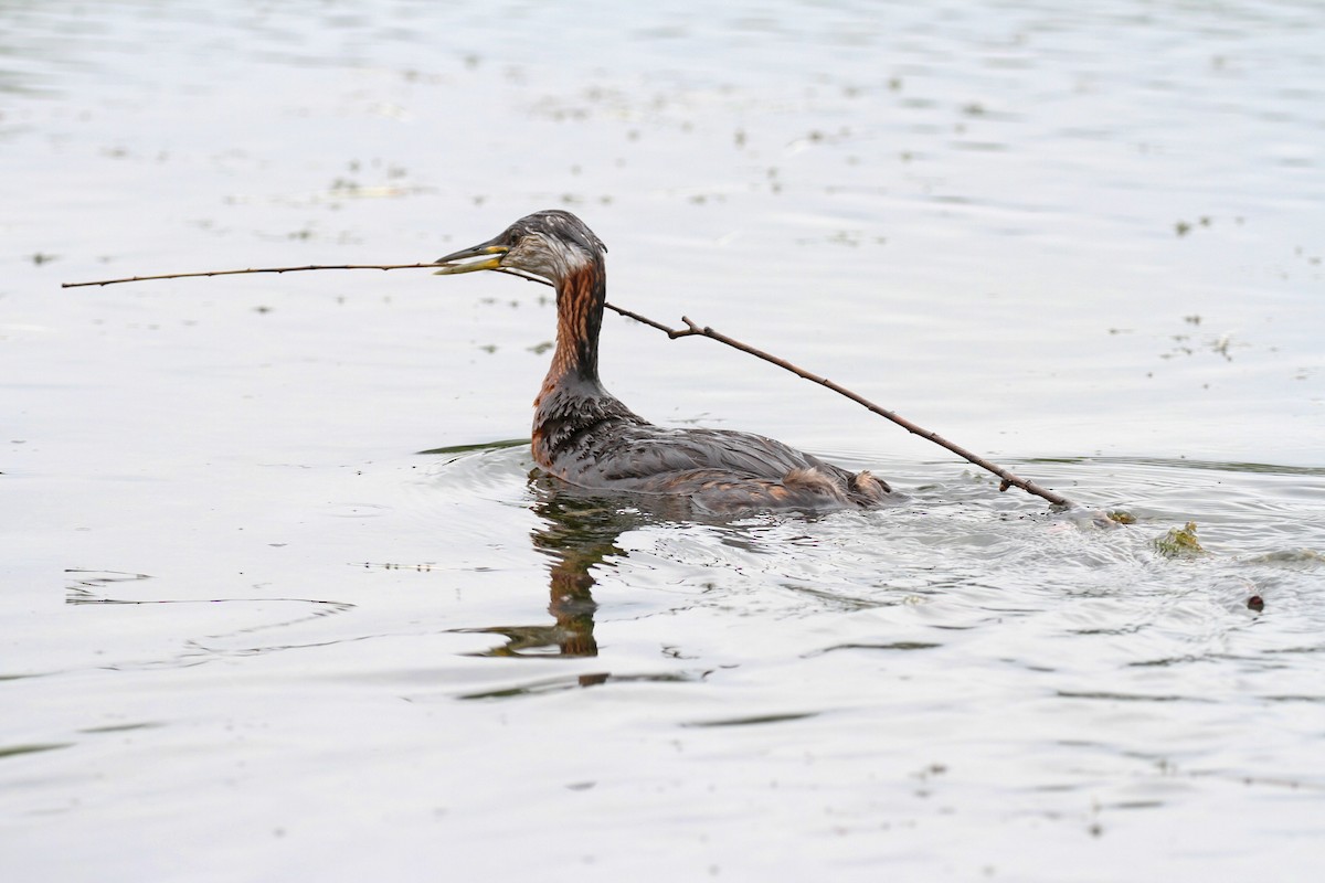 Red-necked Grebe - ML620857348
